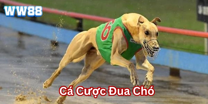 Cá Cược Đua Chó: Mẹo Hay Cho Trò Chơi Kịch Tính Tại WW88 Cá Cược Đua Chó là gì ?