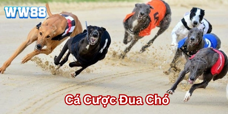 Cá Cược Đua Chó: Mẹo Hay Cho Trò Chơi Kịch Tính Tại WW88 Mẹo hay chơi Cá Cược Đua Chó