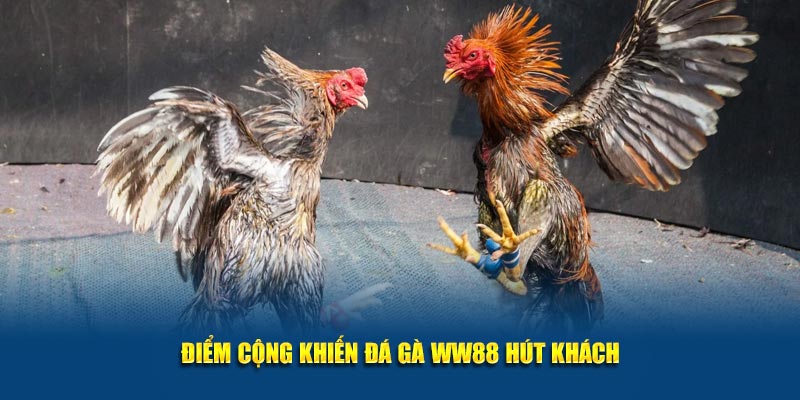 Điểm cộng khiến đá gà WW88 hút khách