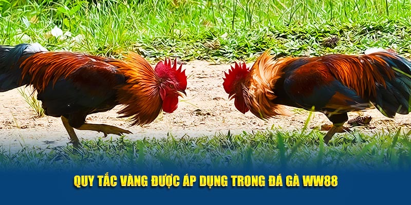 Quy tắc vàng được áp dụng trong đá gà WW88