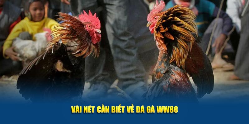 Vài nét cần biết về đá gà WW88